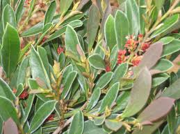 Learn how to grow these eight small evergreen shrubs. Distylium Is The Best Shrub You Never Heard Of