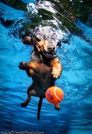 The dogs eyes are open and he seems to be blowing bubbles. Seth Casteel That Underwater Dog Guy This Sydney Life