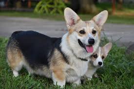 They are herding dogs so they are swift, independent & intelligent. Cottonwood Corgis