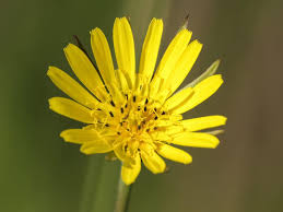 Tisana drenante oggi presento una tisana utilissima a coadiuvare l'eliminazione dei liquidi in eccesso e quindi la fastidiosissima pelle a buccia d'arancia (per noi comuni mortali la cellulite). Tisana Drenante Anticellulite Quali Erbe Utilizzare E Come Si Prepara