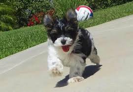 We have 3 beautiful parti yorkies (yorkshire terriers) that carry parti chocolate. Aca Gorgeous Parti Yorkie Puppy For Sale For Sale In San Diego California Classified Americanlisted Com