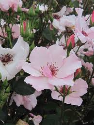 Dainty Bess Hybrid Tea Rose Wilson Rose Garden Wilson Nc Breeding Archer 1923 An Exquisitely Beautiful Light Tea Roses Hybrid Tea Roses Rose Varieties
