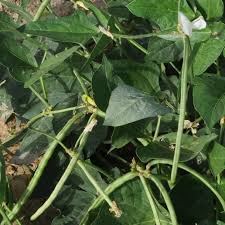 Image result for Vigna racemosa