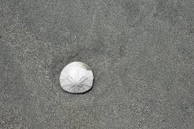 Doves are found inside sand dollars once broken open. Desktop Sand Beach Pattern Abstract Shell Seashell Sand Dollar Piqsels