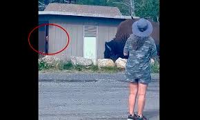 Awkward moment as giant bison traps Yellowstone tourist in restroom