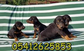King Doberman Doberman