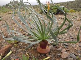 Image result for Gethyllis