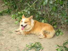 Below is a sample search of our welsh corgi pembroke breeders with puppies for sale. Pembroke Welsh Corgi Breeders Near You With Puppies For Sale
