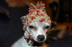 Unser modell wurde für einen kopfumfang von 58 cm gestrickt. Mutzen Fur Hunde Warme Hundekleidung Fur Den Winter