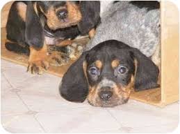 About black and tan coonhounds this true american breed was created 300 years ago by combining the bloodhound with foxhounds. Toledo Oh Black And Tan Coonhound Meet 9 Hound Pups A Pet For Adoption