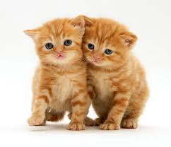 Black And Grey Tabby Kittens For Sale British Shorthair Red Tabby Kitten By Jane Burton In 2020 Tabby Kitten Tabby Cat Pictures Tabby Kitten Orange