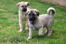 For more information please take a look at the anatolian shepherd dog breed information section which includes an overview, history and origin, temprement, training, grooming, health, children and other pets and exercise. Anatolian Shepherd Vs Siberian Husky Breed Comparison