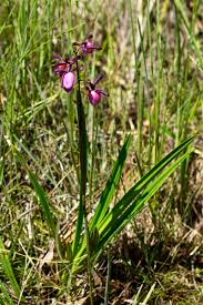 Image result for Eulophia coeloglossa