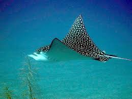 Check out our eagle ray selection for the very best in unique or custom, handmade pieces from our shops. Datei Eagle Ray Jb Jpg Wikipedia