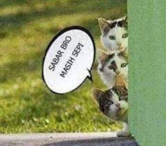 Berikut ini gambar kucing paling populer yang sudah kami rangkum untuk anda. 25 Meme Kucing Yang Imut Ngegemesin Dan Bikin Ketawa Meme Kucing Kucing Hewan