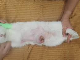 犬と猫の避妊・去勢手術はした方がいい？メリット、デメリットを解説します。 | 市川市・鎌ケ谷市の動物病院『ALL動物病院グループ』皮膚科腫瘍科