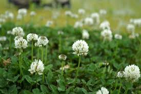 A wildlife or weed garden includes flowering weeds. 5 Weeds You Want In Your Garden Tenth Acre Farm