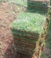 Rumput raksasa ini bernutrisi tinggi dan sejatinya untuk pakan ternak, seperti sapi, kambing dan ternak lainnnya. Jual Rumput Jepang Di Surabaya Bibit Rumput Jepang Di Surabaya Wa 085851472116 Rumput Surabaya Jepang
