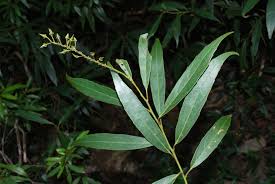 Image result for Iteaceae