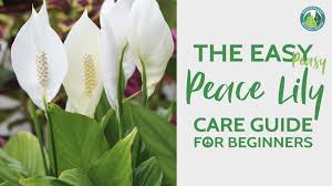 A peace lily has large, glossy, dark green leaves and impressive white spathes (flowers). How To Care For A Peace Lily Houseplant Resource Center