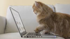 The texas lawyer (and his actual human face) appeared on today wednesday, a day after he left the country in hysterics when he appeared at a virtual the video has been viewed millions of times after being shared on twitter and youtube by judge roy ferguson of the 394th judicial district of texas. Face Filter Turns Lawyer Into A Kitten During Zoom Court Hearing Pcmag