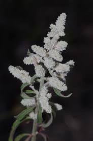 Image result for Aerva leucura