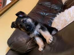 These fees usually includes spaying/neutering, vaccinations. Multi Pet Voyage 2021 Reports Reviews Scampulse Com