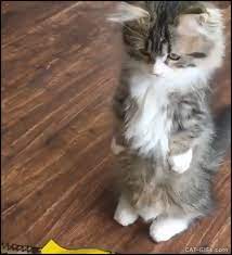 Animated Kitten Gif Fluffy Kitten Standing Up Waiting For His Dinner Aww She Is Adorable Cute Animals Kittens Kittens Cutest