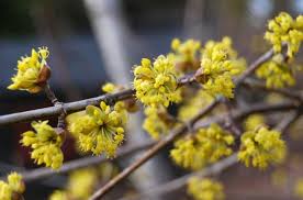 Image result for Cornus mas