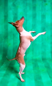 We would like to show you a description here but the site won't allow us. Amerikanischer Hairless Terrier Allekleinehunderassen De