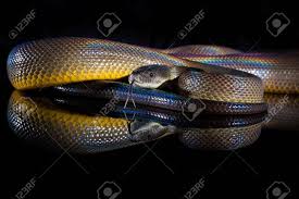 Black and white ball python (mj axanthic fire possibly also od). Single Rainbow Serpent Water Python Liasis Fuscus Isolated Stock Photo Picture And Royalty Free Image Image 61781593