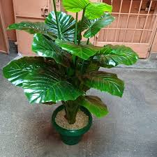 5,366 likes · 14 talking about this. Artificial Plants Flowers Wedding Accessories Room Decorations Home Facebook