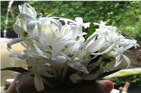 Diabaikan di pekarangan, daun dan bunga kitolod punya 5 khasiat ini! Kitolod Flower As Eye Pain Medication Universitas Gadjah Mada