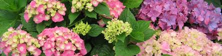 Showy spring flowers in purples, pinks, yellow, and white pop against glossy green foliage on this shrub. Top 10 Shrubs Anyone Can Grow Flower Power