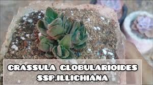 Image result for Crassula globularioides