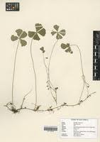 Image result for Marsilea burchellii