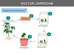 Pengertian Kultur Jaringan Lengkap Tujuan Macam Macam Syarat Syarat Tahap Tahap Edukasi Info