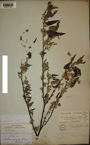 Image result for Crotonogynopsis australis