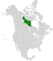 The canadian shield is manufacturer of personal protective equipment (ppe) products in ontario Northern Canadian Shield Taiga Wikipedia