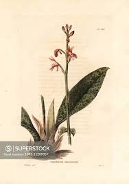 Image result for Oeceoclades maculata