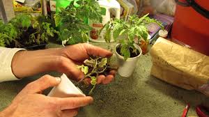 Tomato seedling prior to removing the lower i do this fertilizing all the while the plants are flowering to set new fruit. The Rusted Garden Journal Fertilizing Tomato Seedlings And Transplants Practices And Pitfalls