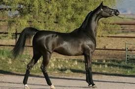 $4.95 flat rate shipping | $60+ orders ship free! Top 7 Facts On Arabian Horse Breed For Horse Lover
