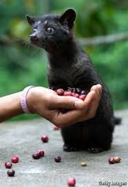 Luwak coffee is known as the most expensive coffee in the world because of the way. Pin On Favorites Jakarta Indonesia