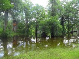 Ogeechee River near Eden