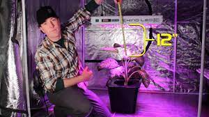 The first thing to consider is what stage your plants are in. How Far Should Your Grow Light Be From Your Plants Kind Led Grow Lights Youtube