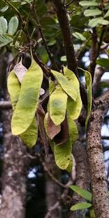 Image result for Dalbergia bracteolata