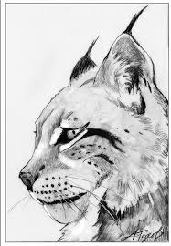 Return Of The Missing Lynx The Outside Story Cat Face Drawing Animal Drawings Animal Sketches