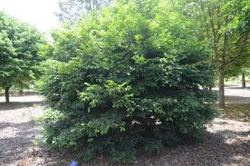 Image result for Drypetes