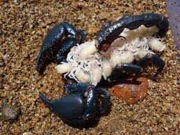 For example making houses, roofs, and for some other engineering applications as well. Scorpion Concise Emperor Scorpion Care Sheet Cute Home Pets Team Scorpion Is Torn Apart And Uncertain About Their Future As A Unit But They Are Forced To Come Together