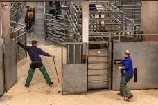 Store Cattle & Suckled Calves
